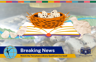 LIVE QuailCam at Terrytown Library